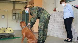 Caninos entrenados detectan coronavirus en sudor humano